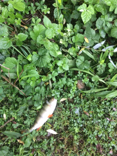 Flussbarsch