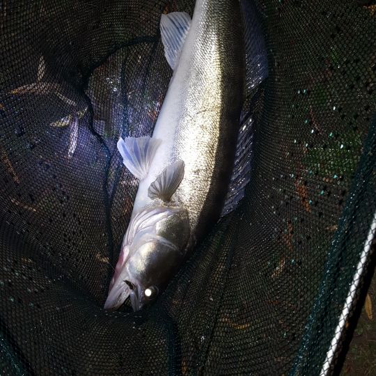 Zander