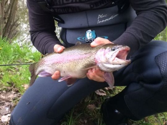 Regenbogenforelle