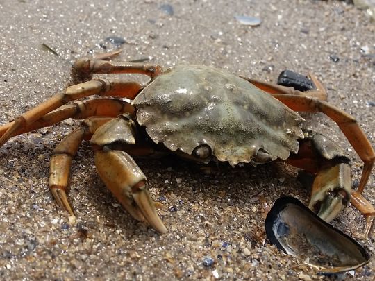 Strandkrabbe