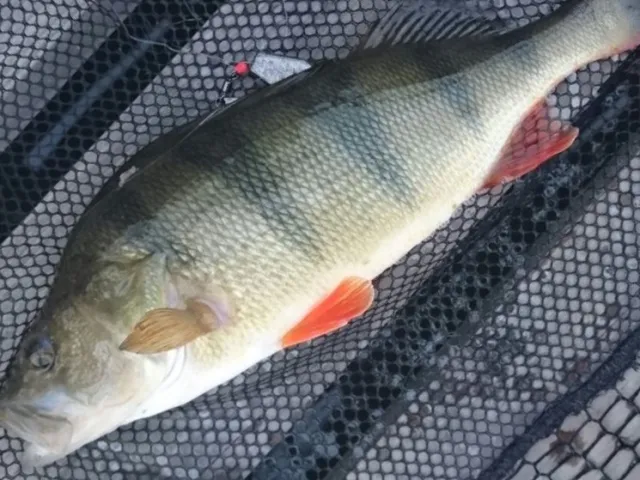Flussbarsch