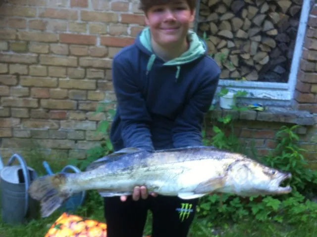 Zander
