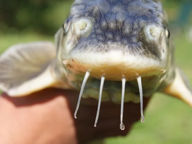 Stör