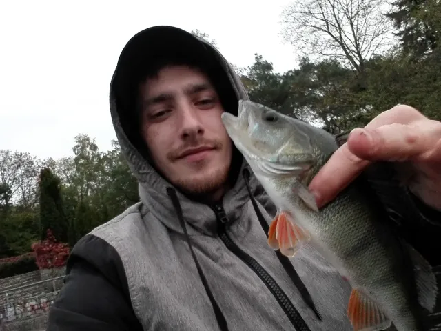 Flussbarsch