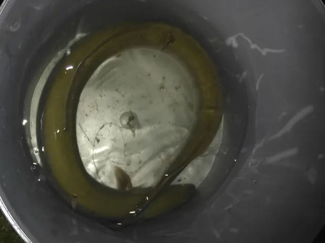 Aal