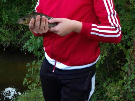Flussbarsch