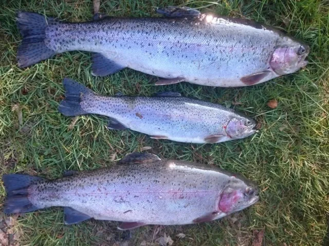 Regenbogenforelle