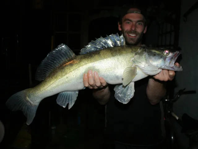Zander