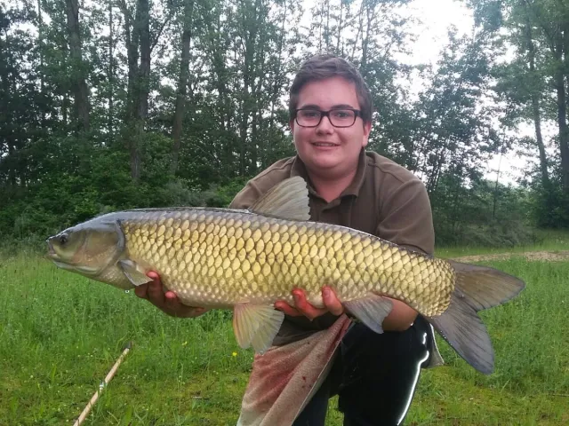 Graskarpfen