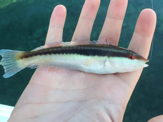 Lippfisch