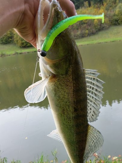 Zander