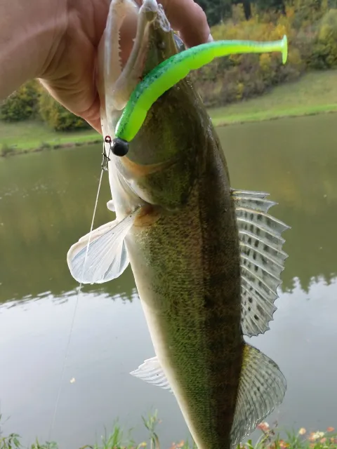 Zander