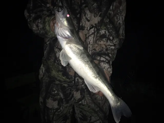 Zander