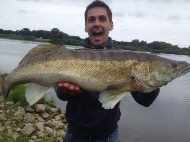 Zander