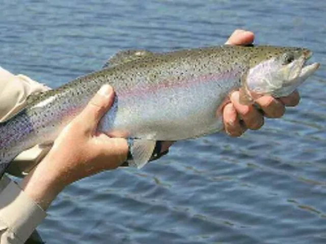 Regenbogenforelle