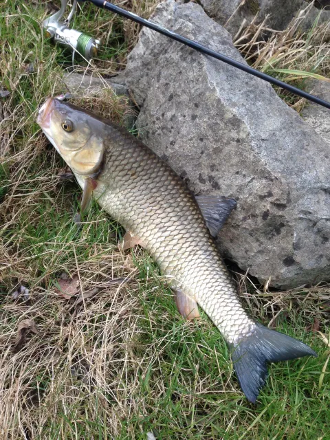 Döbel