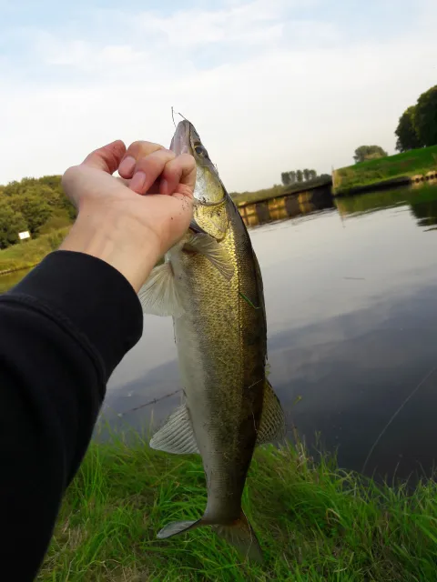 Zander