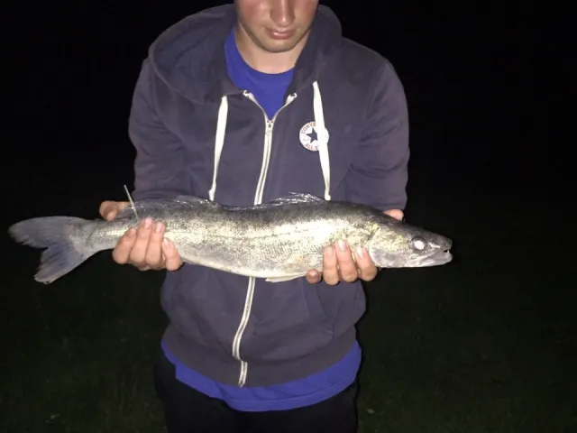 Zander