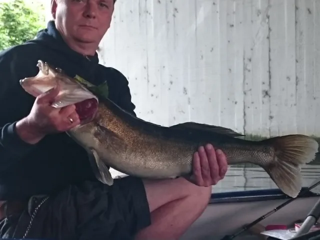 Zander