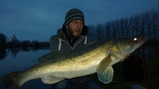 Zander