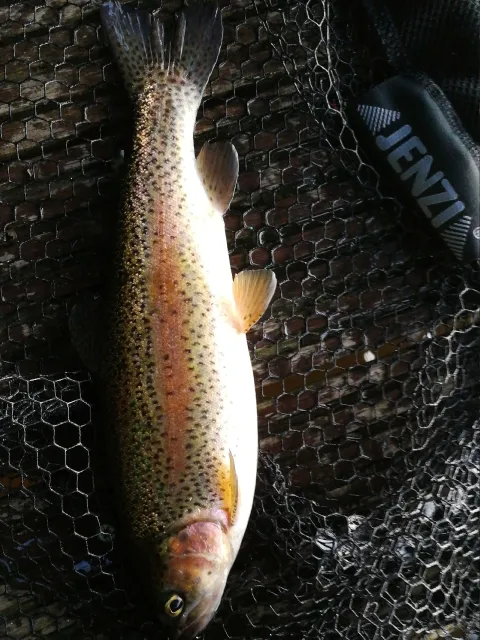 Regenbogenforelle