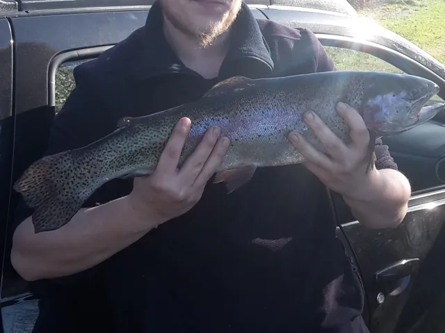 Regenbogenforelle