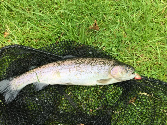 Regenbogenforelle