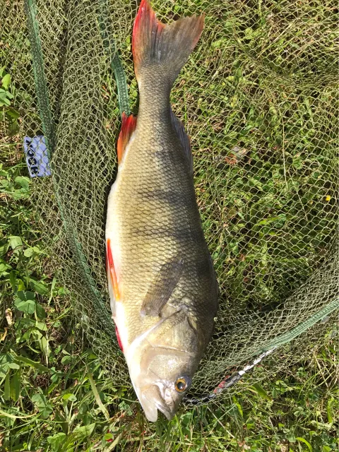 Flussbarsch