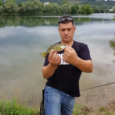 Flussbarsch