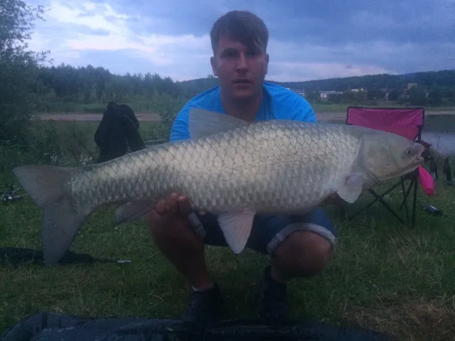 Graskarpfen