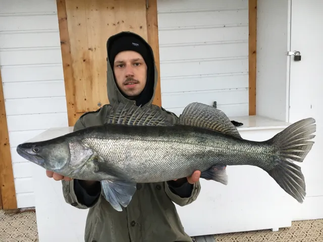 Zander