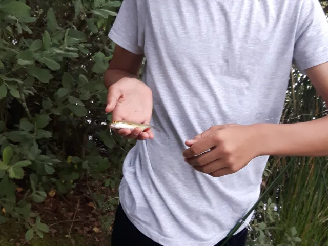 Rotfeder