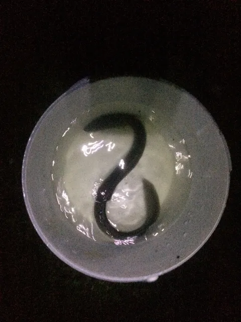 Aal