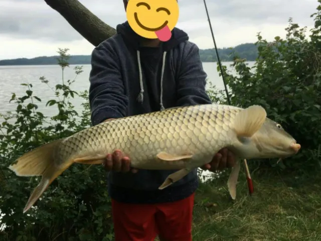 Karpfen