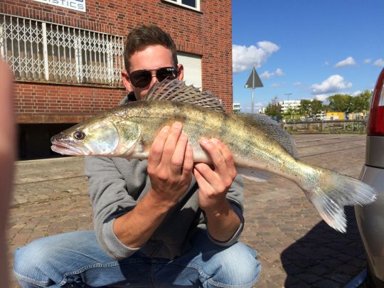 Zander