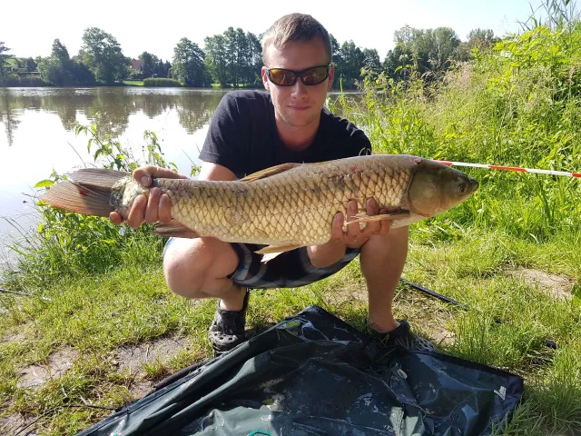 Graskarpfen