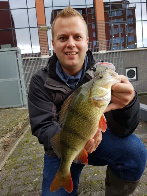 Flussbarsch