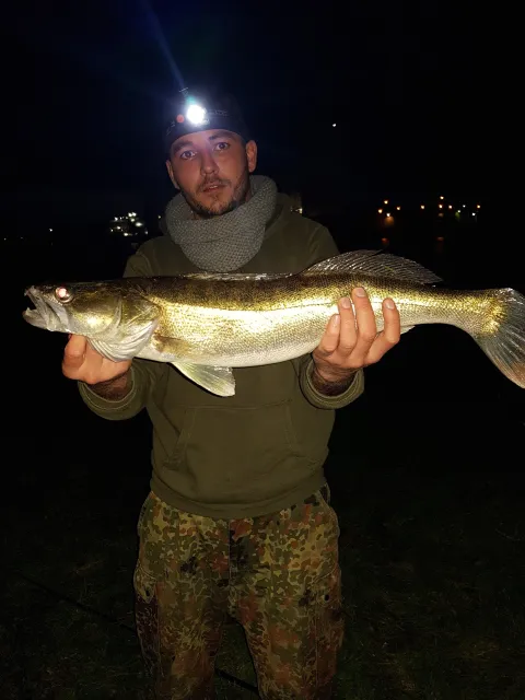 Zander