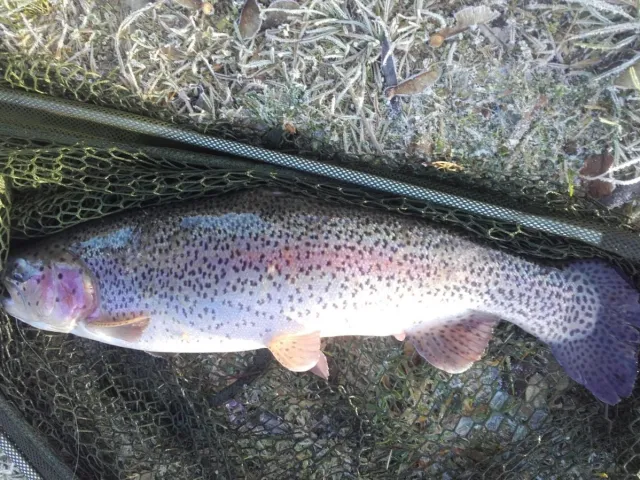 Regenbogenforelle