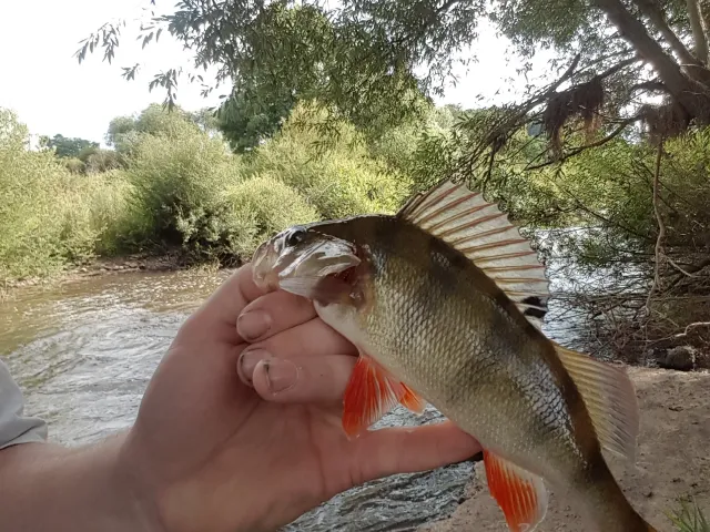 Flussbarsch