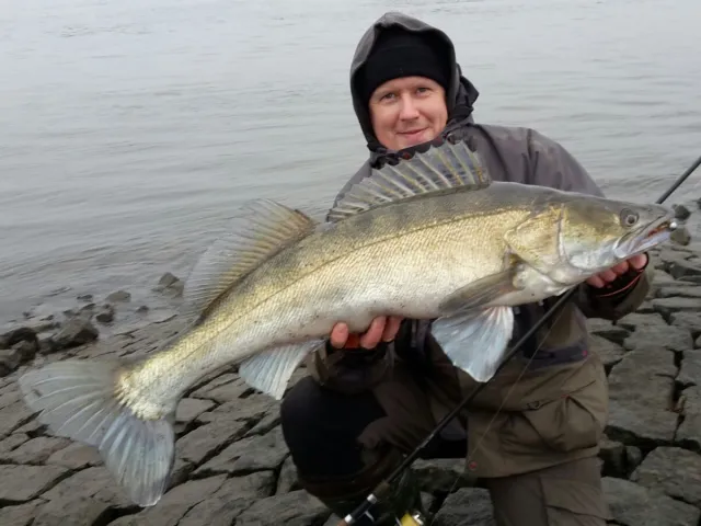 Zander