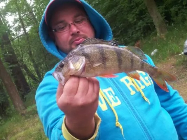 Flussbarsch