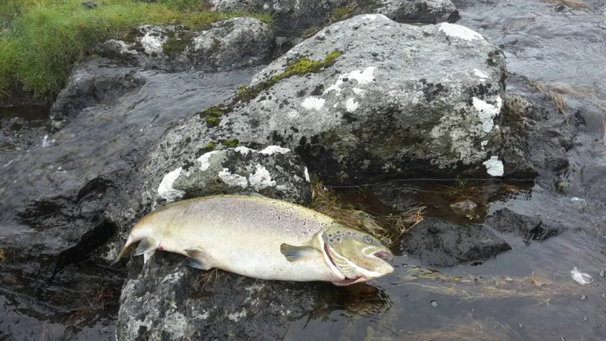 Lachs