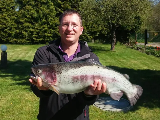 Regenbogenforelle