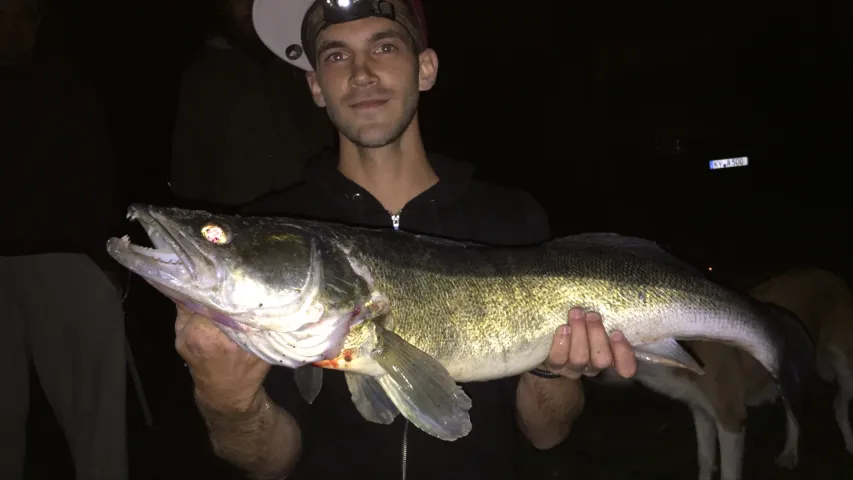 Zander