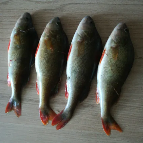 Flussbarsch