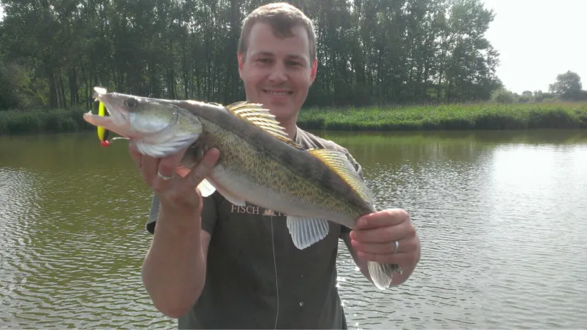 Zander