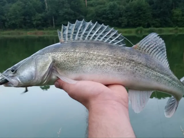 Zander