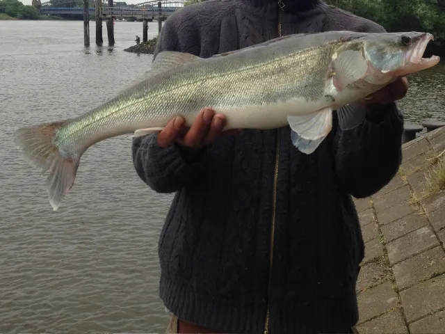 Zander