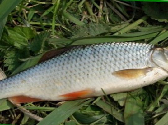 Rotauge